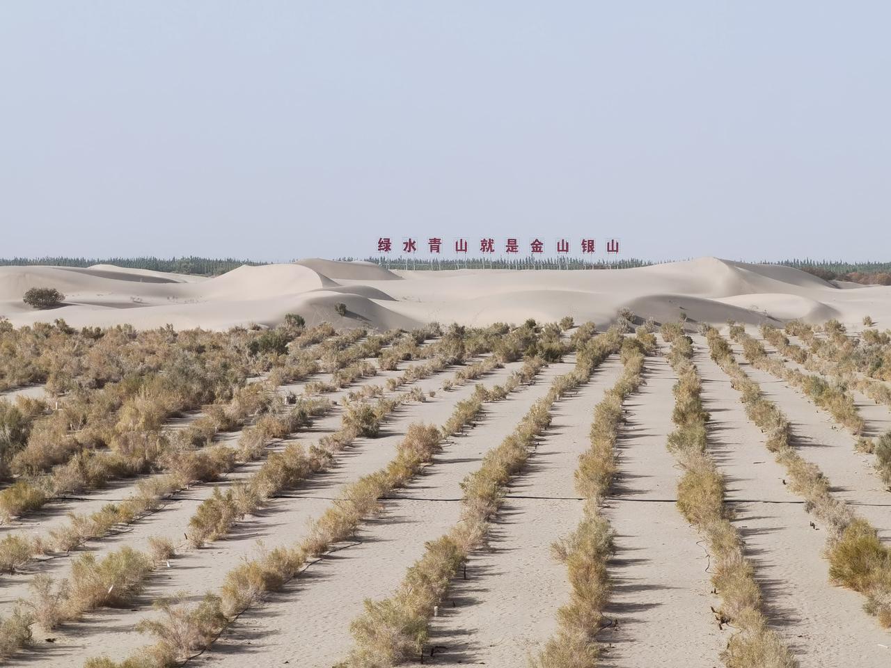 新疆麦盖提县在沙漠中筑起绿色屏障