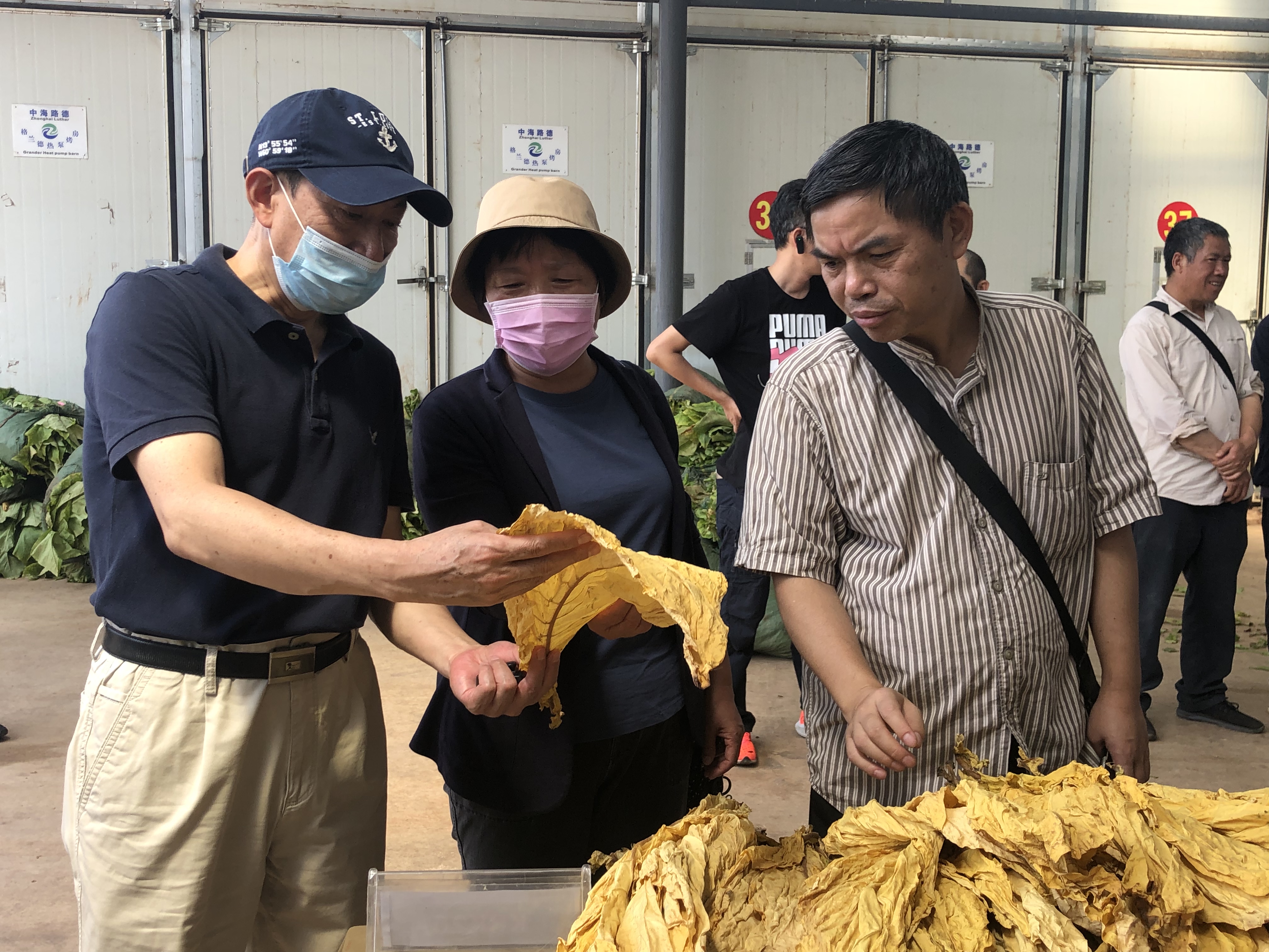 8月10日,由红塔烟草(集团)有限责任公司原料部承担,云南省农业科学院