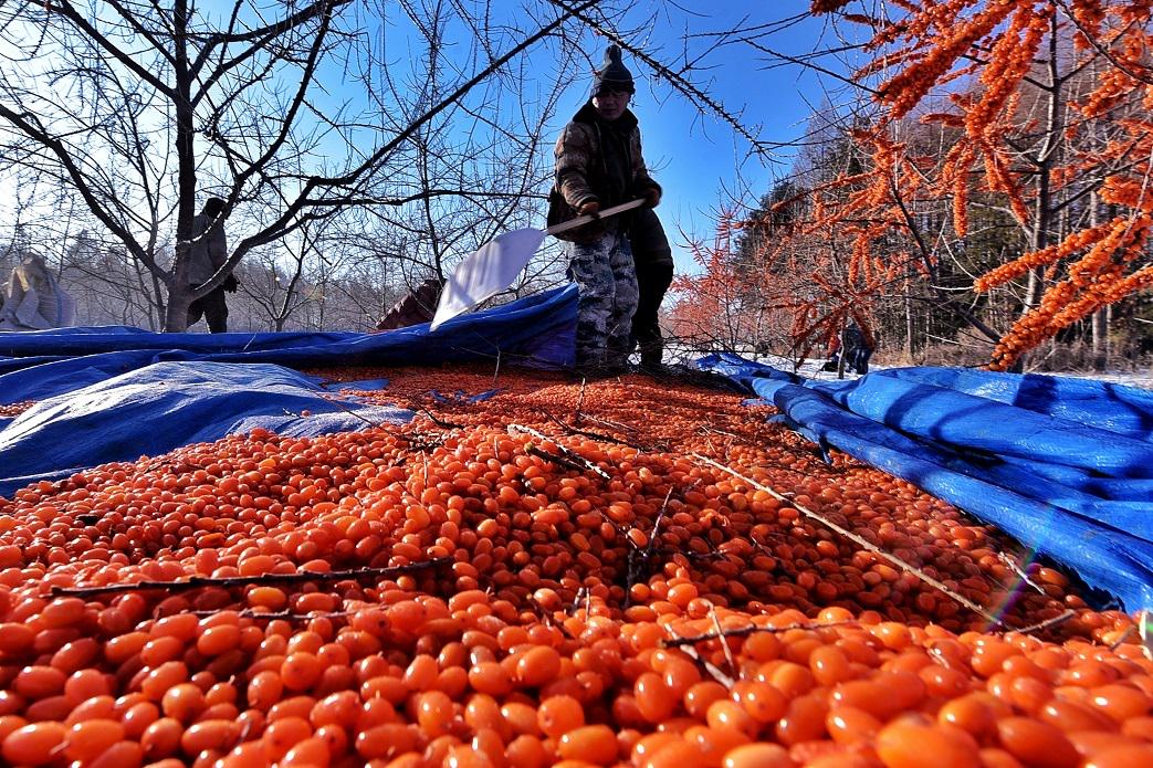 此時,掛滿枝頭的橘紅色沙棘果,在白雪的映襯下,顯得格外鮮豔.