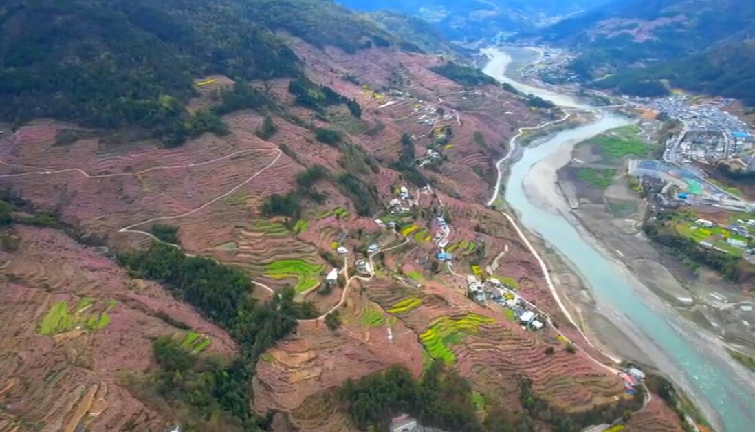 "桃"醉了!绵阳平武县响岩镇万亩桃花进入盛花期