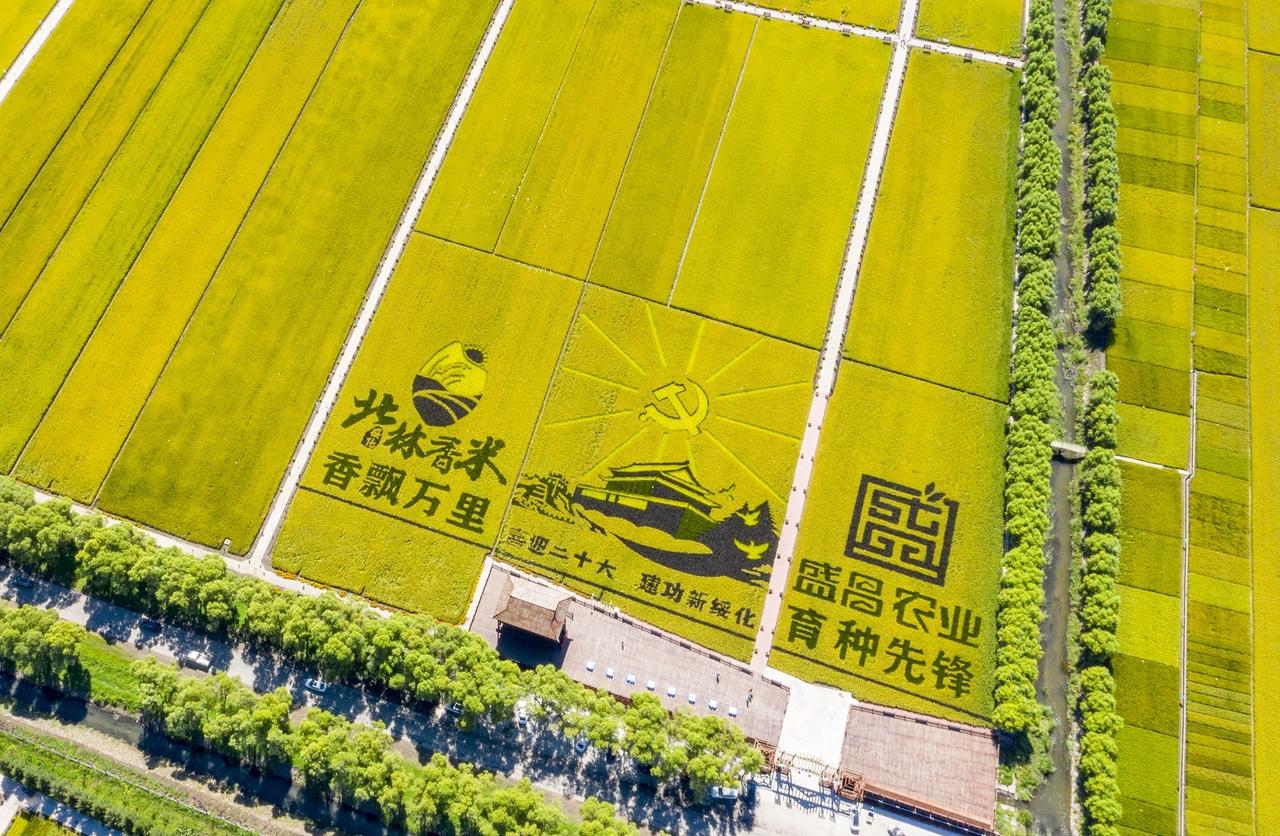 绥化市北林区稻田秋景如画
