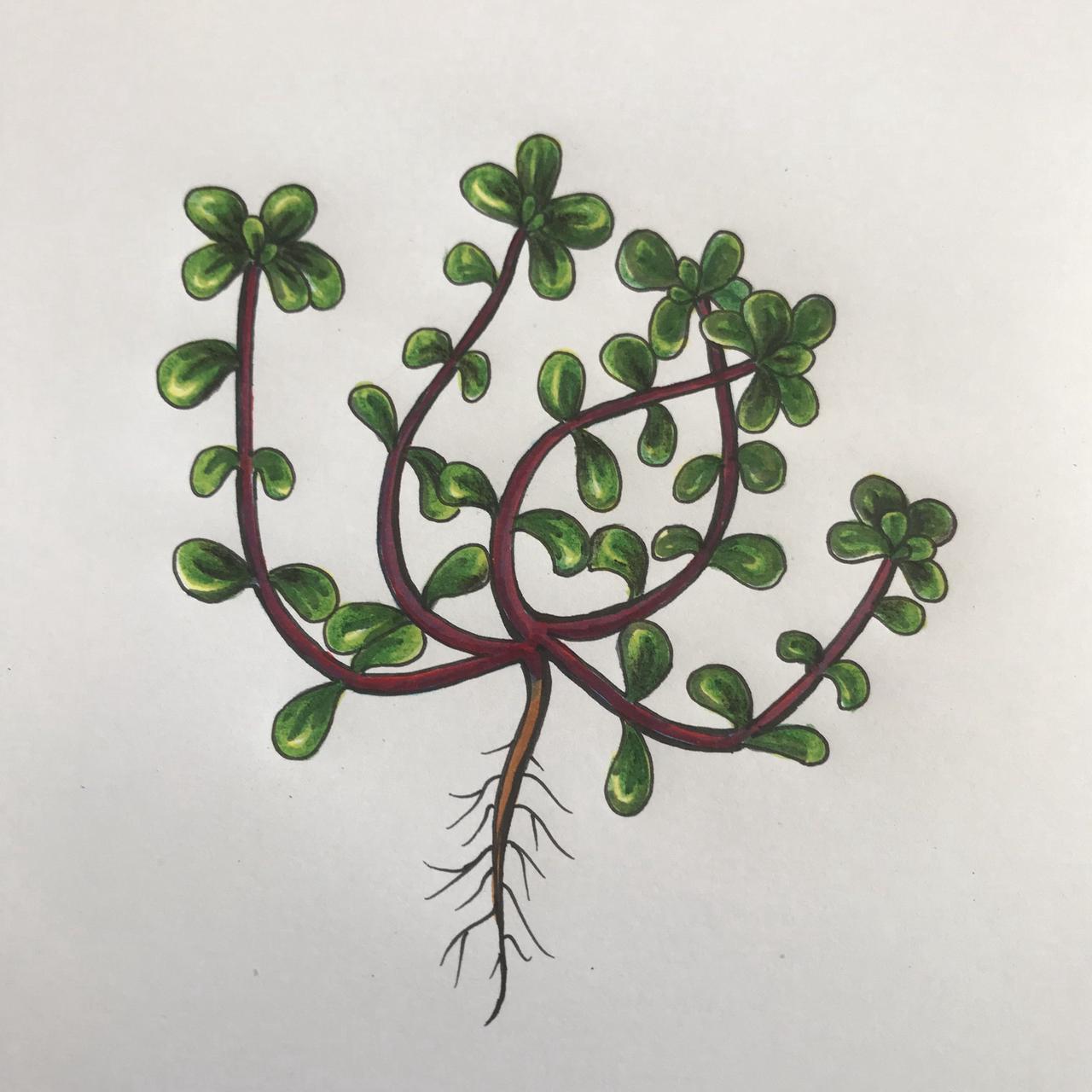 科普时间丨中药彩色图鉴马齿苋