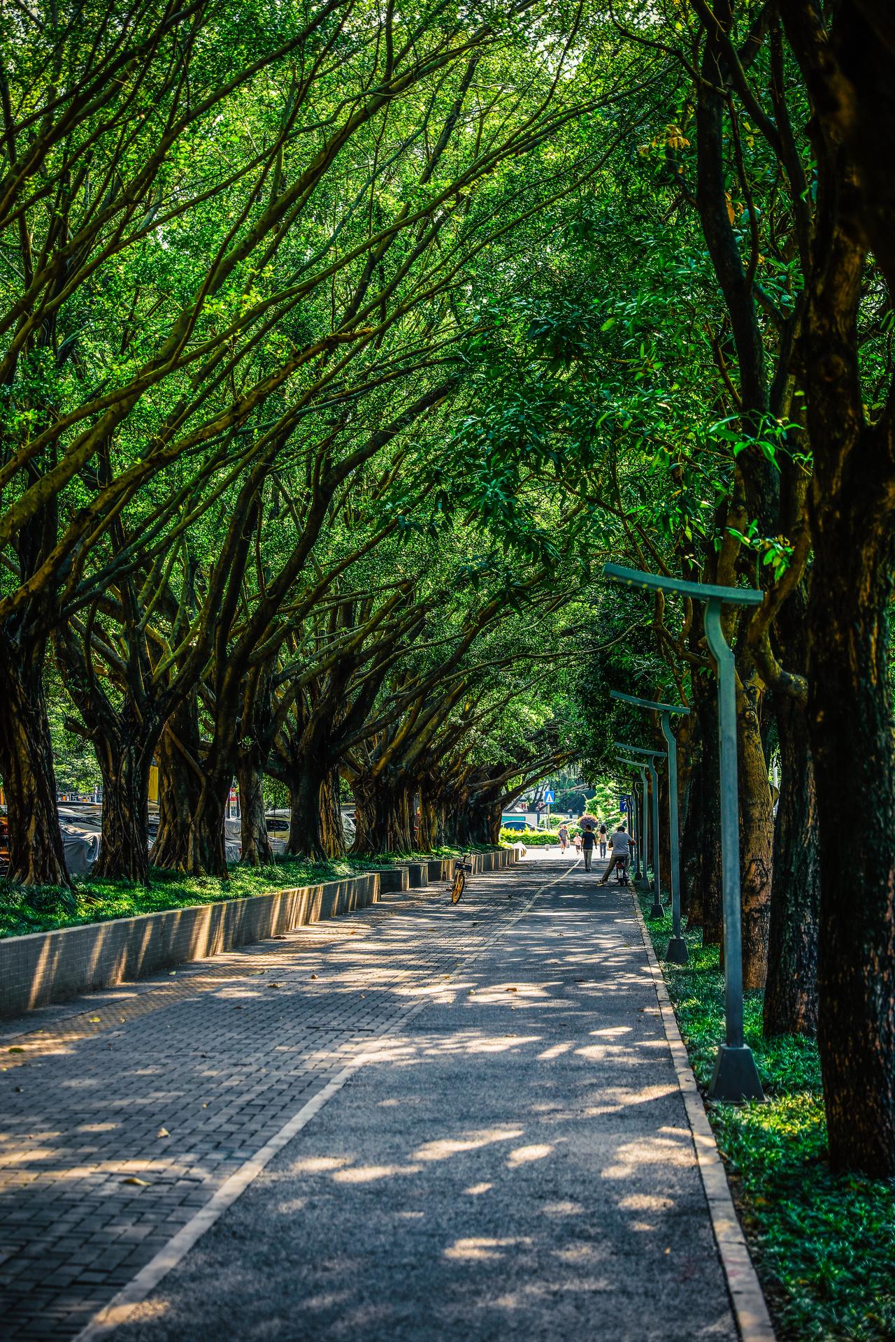 六月深圳龙岗色