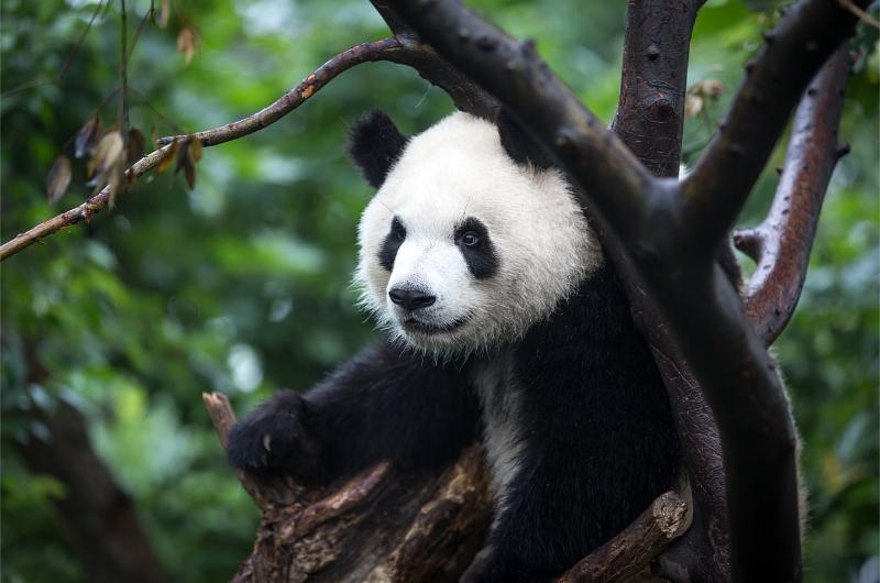 县木皮藏族乡关坝村曾是平武县的贫困村之一,地处大熊猫国家公园腹地