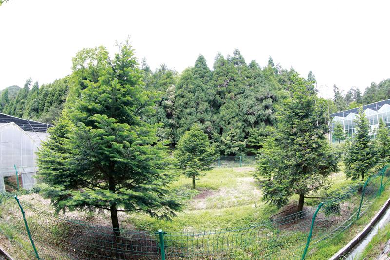 仙树百山祖冷杉