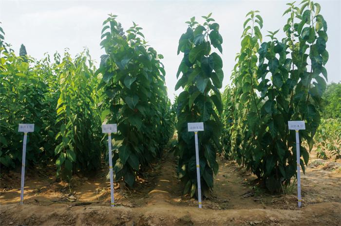 多倍体育种是林木产业化的"芯动力"