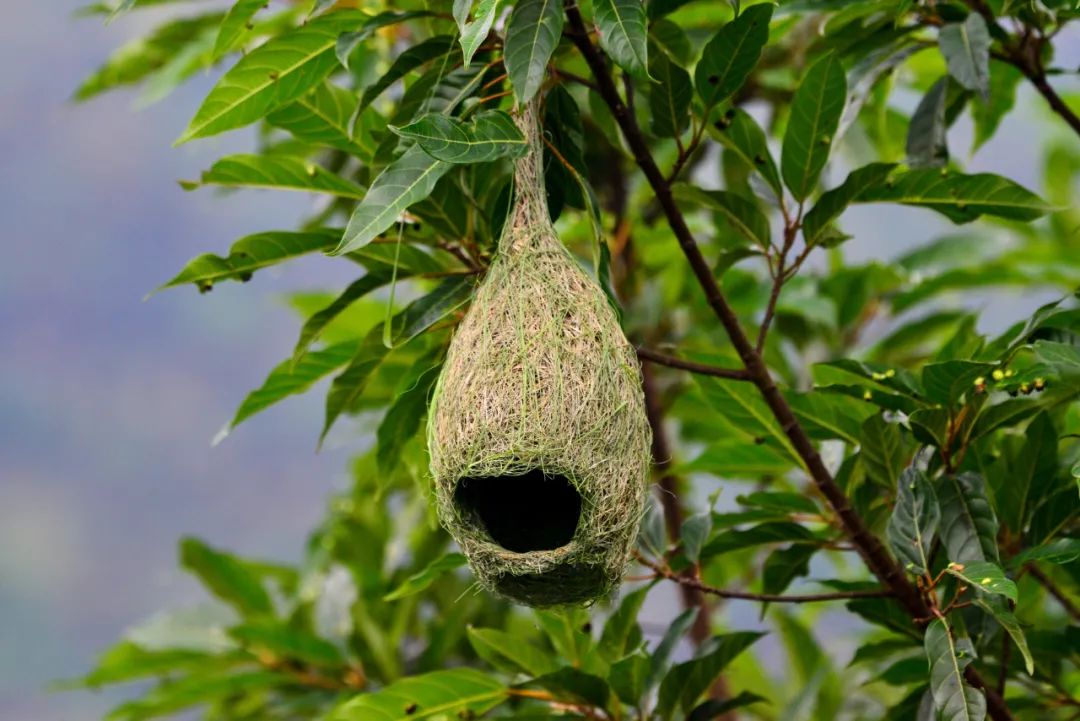 上甸,大城,下甸等村社区的勐波罗河流域,随处可以看到无数织布鸟的小