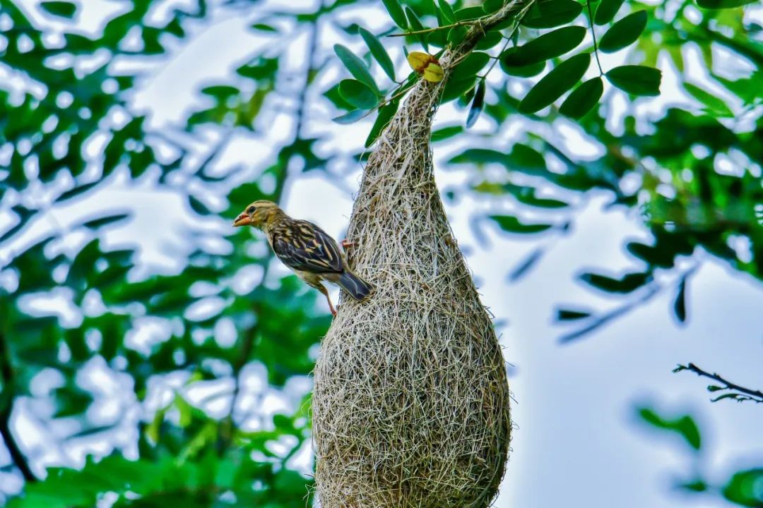 昌宁:这样的鸟窝你见过吗? - 人民日报全国党媒信息公共平台