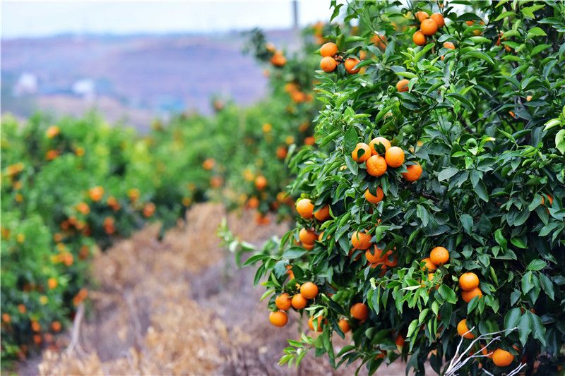 与云南和立庄园有限公司合作建设永仁县数字蓝莓现代农业产业园项目