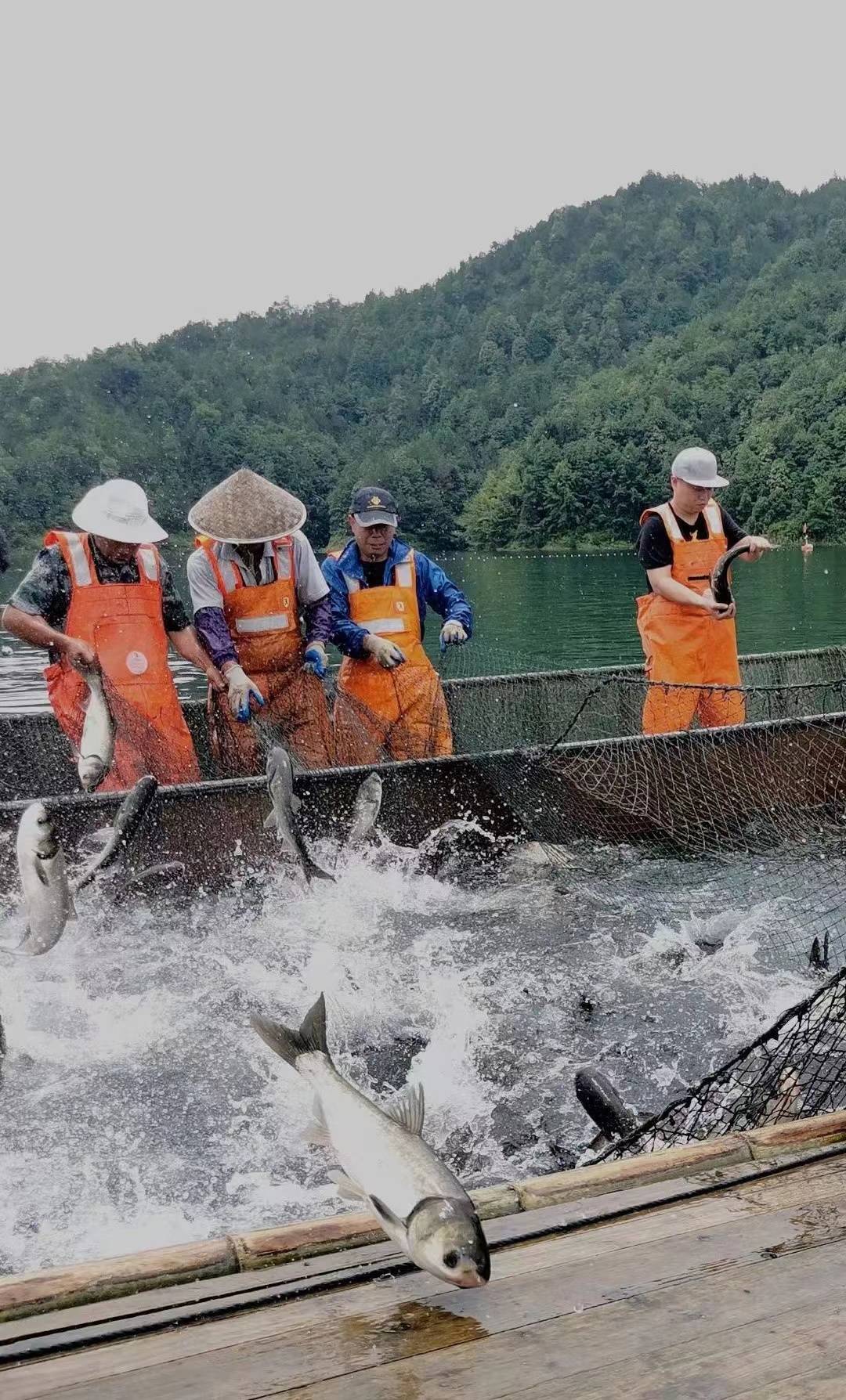 共同富裕!文成珊溪水库"游"出宝藏鱼头