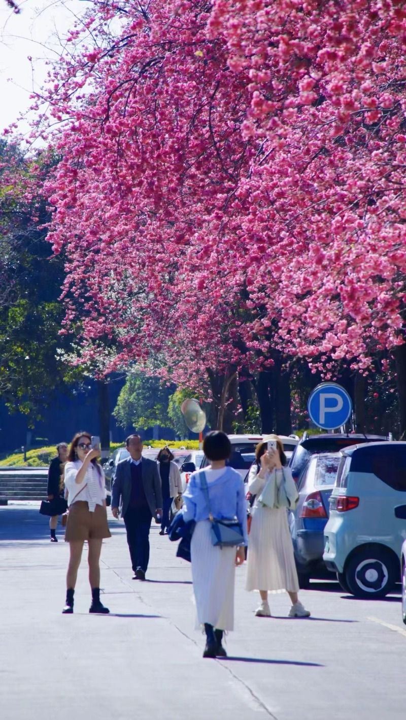 去大理大学赴一场樱花盛会