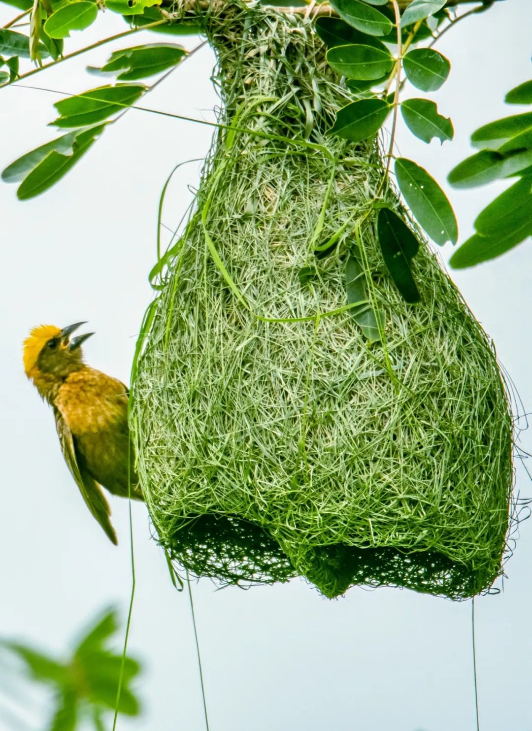 昌宁:这样的鸟窝你见过吗?