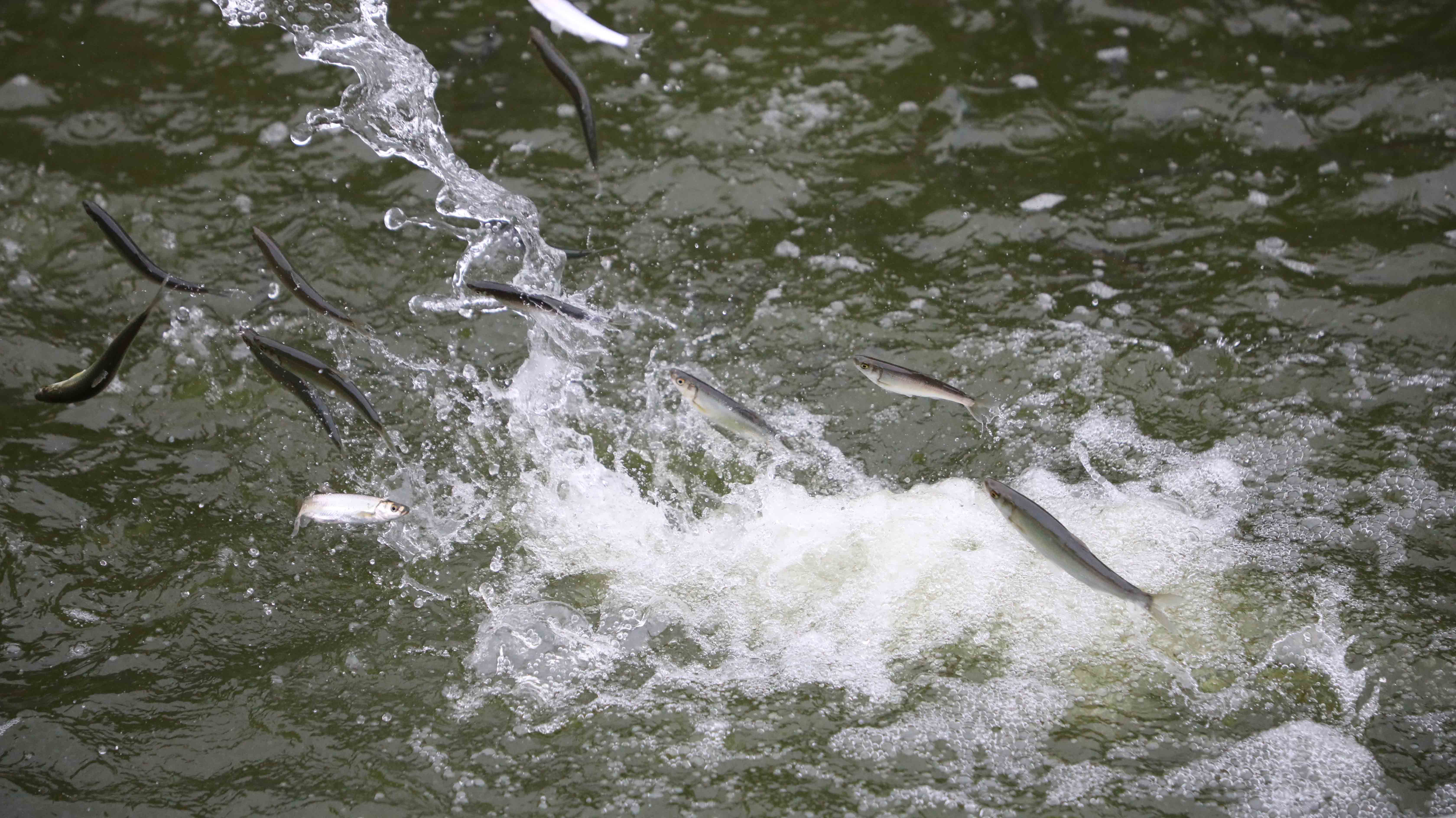 年味:抚仙湖畔抗浪鱼 人间烟火抚人心