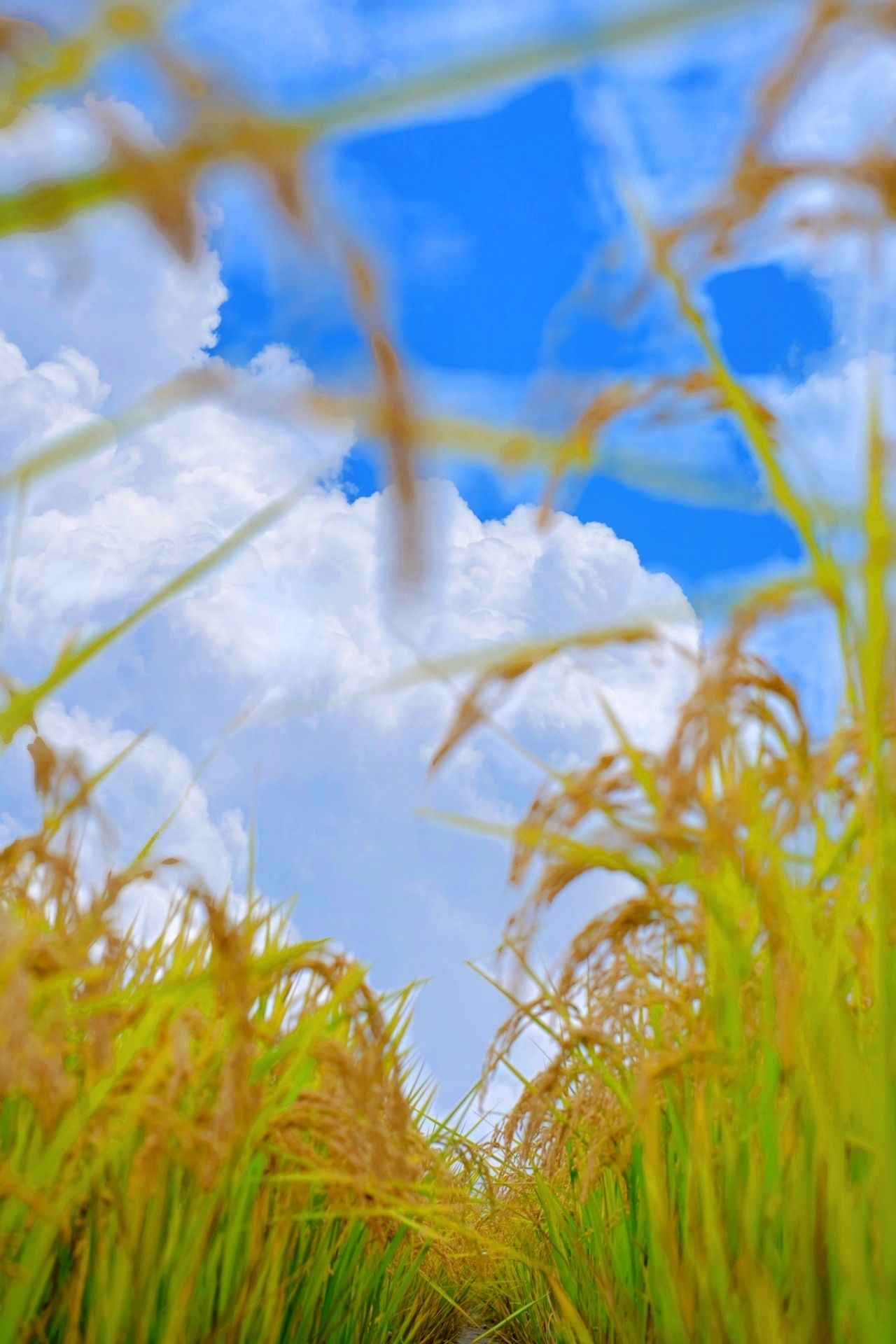 【国庆特辑】来大理,赶一场风吹稻花香!