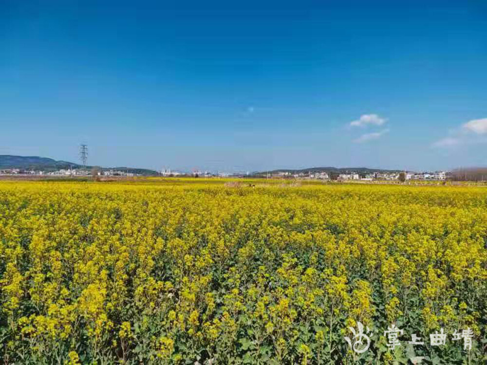 马龙区老角寨千余亩油菜花盛开