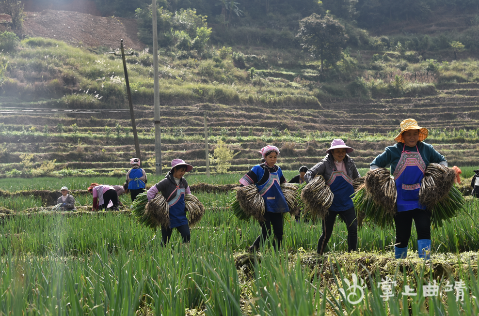 掌上曲靖讯近日,师宗县五龙乡牛尾村弯葱种植基地迎来第一个收获季.