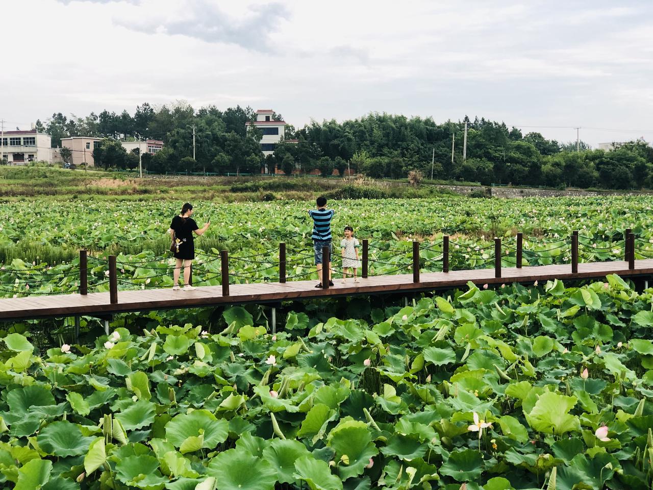安徽怀宁:做大乡村旅游"附加值" 好风景变成好"钱"景
