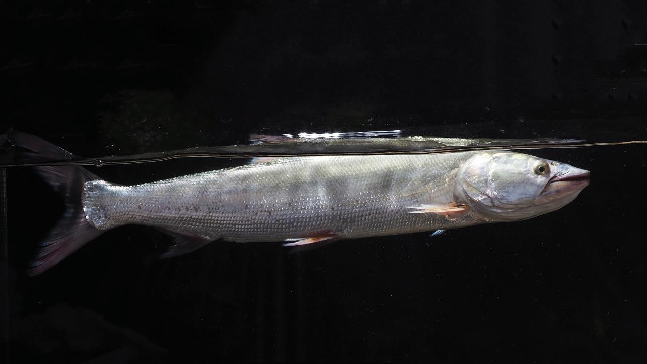 秘境之眼·人类之友 日历 | 鳡鱼:淡水鱼"霸王"