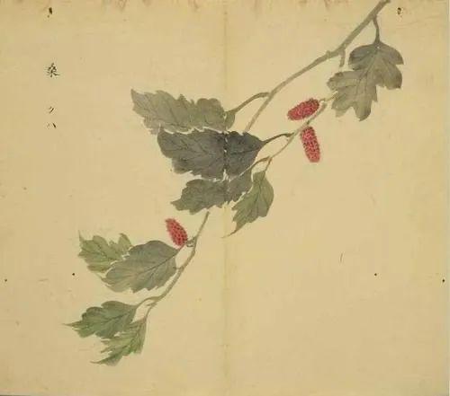 交黄鸟,止于桑","南山有桑,北山有杨",只说一个"桑"字,便指高大的桑树