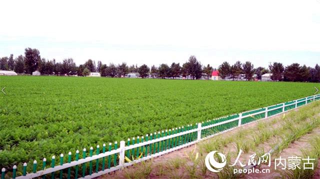 万亩露地蔬菜种植基地 实习生秦一凡摄