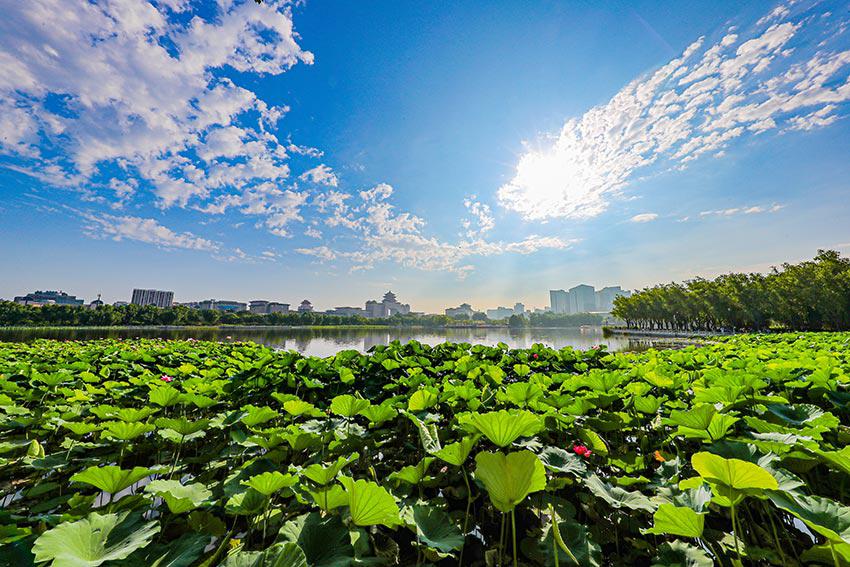 北京荷花节上200余种荷花同期绽放
