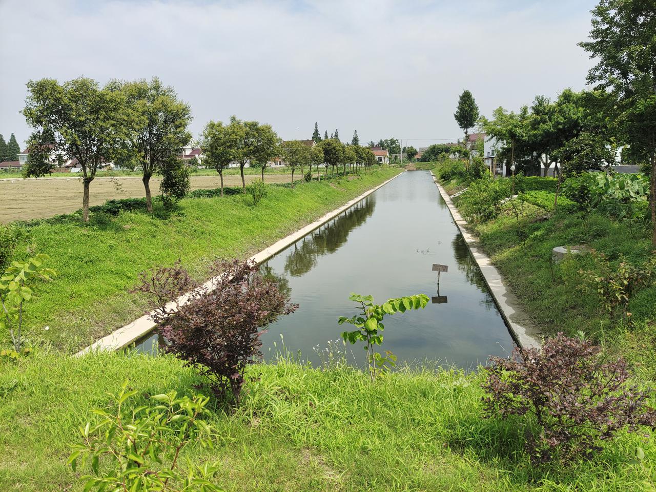 清淤后的平园池村河道