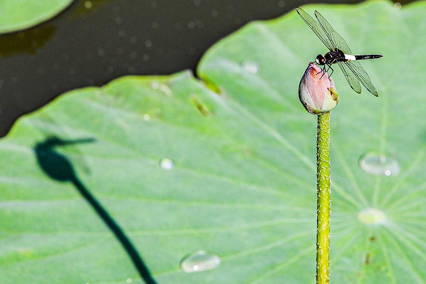 北京荷花节上200余种荷花同期绽放