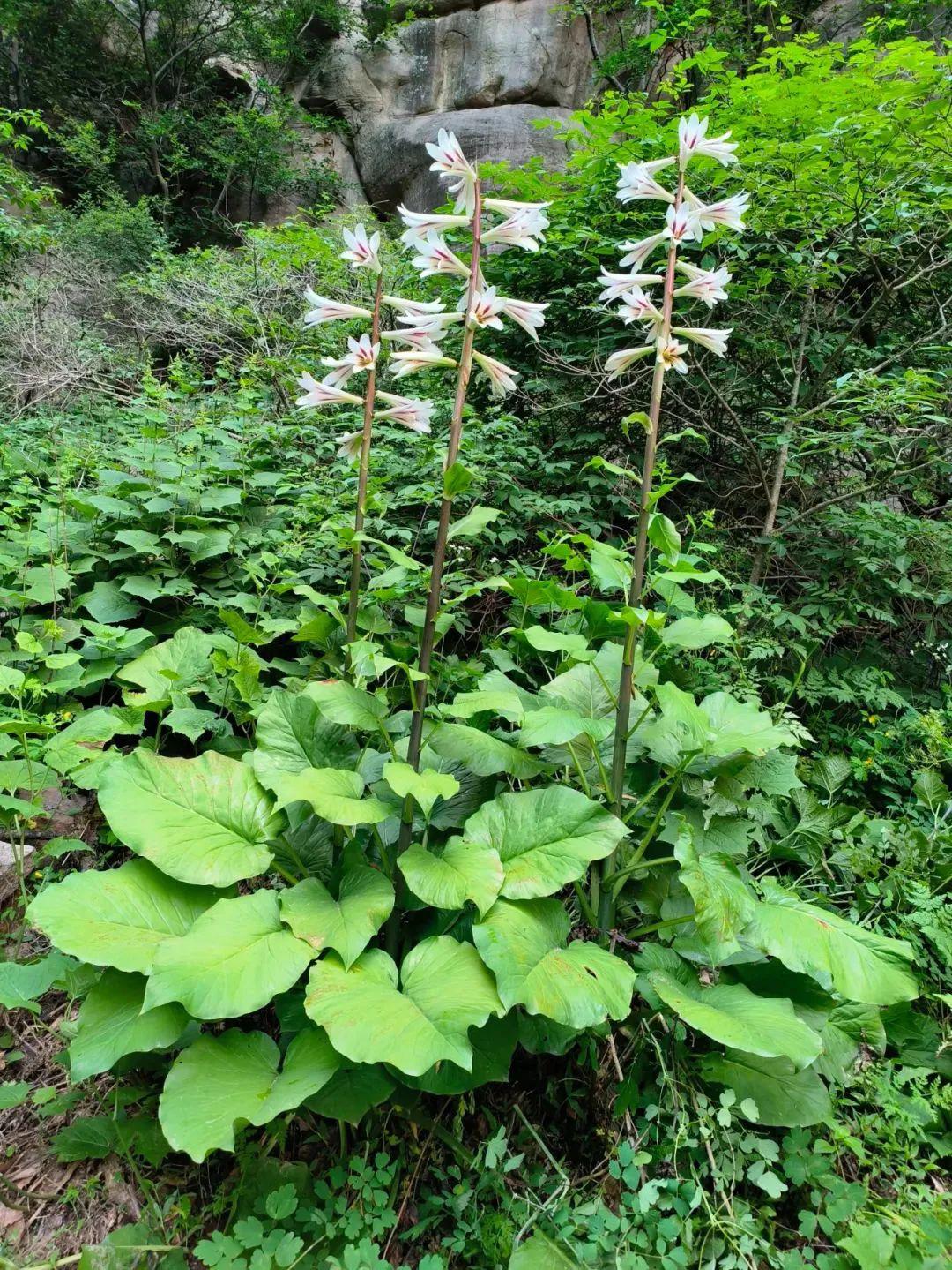 野兰荞叶子图片