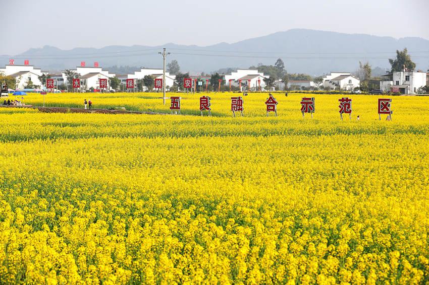 泸州油菜花基地图片