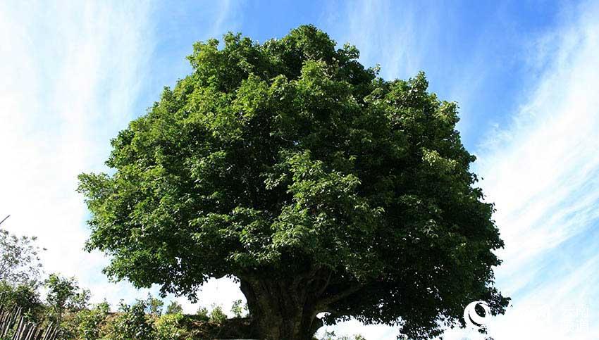 临沧市凤庆县香竹箐古茶树.马娟摄