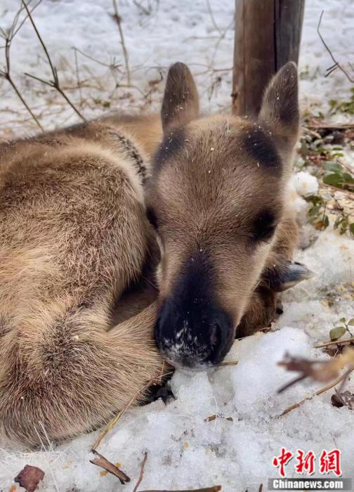 图为刚出生不久的小驯鹿软萌可爱.吴丹
