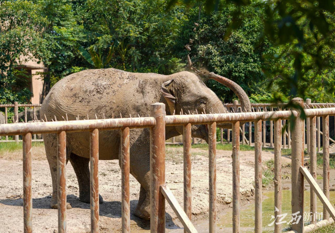 南昌動物園防暑降溫花樣多