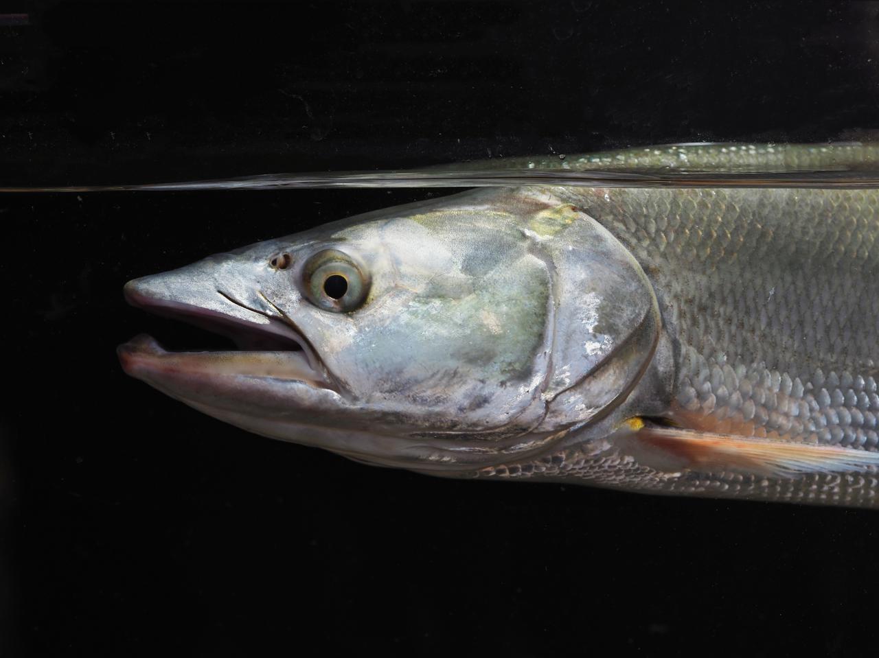 秘境之眼·人类之友 日历 | 鳡鱼:淡水鱼"霸王"