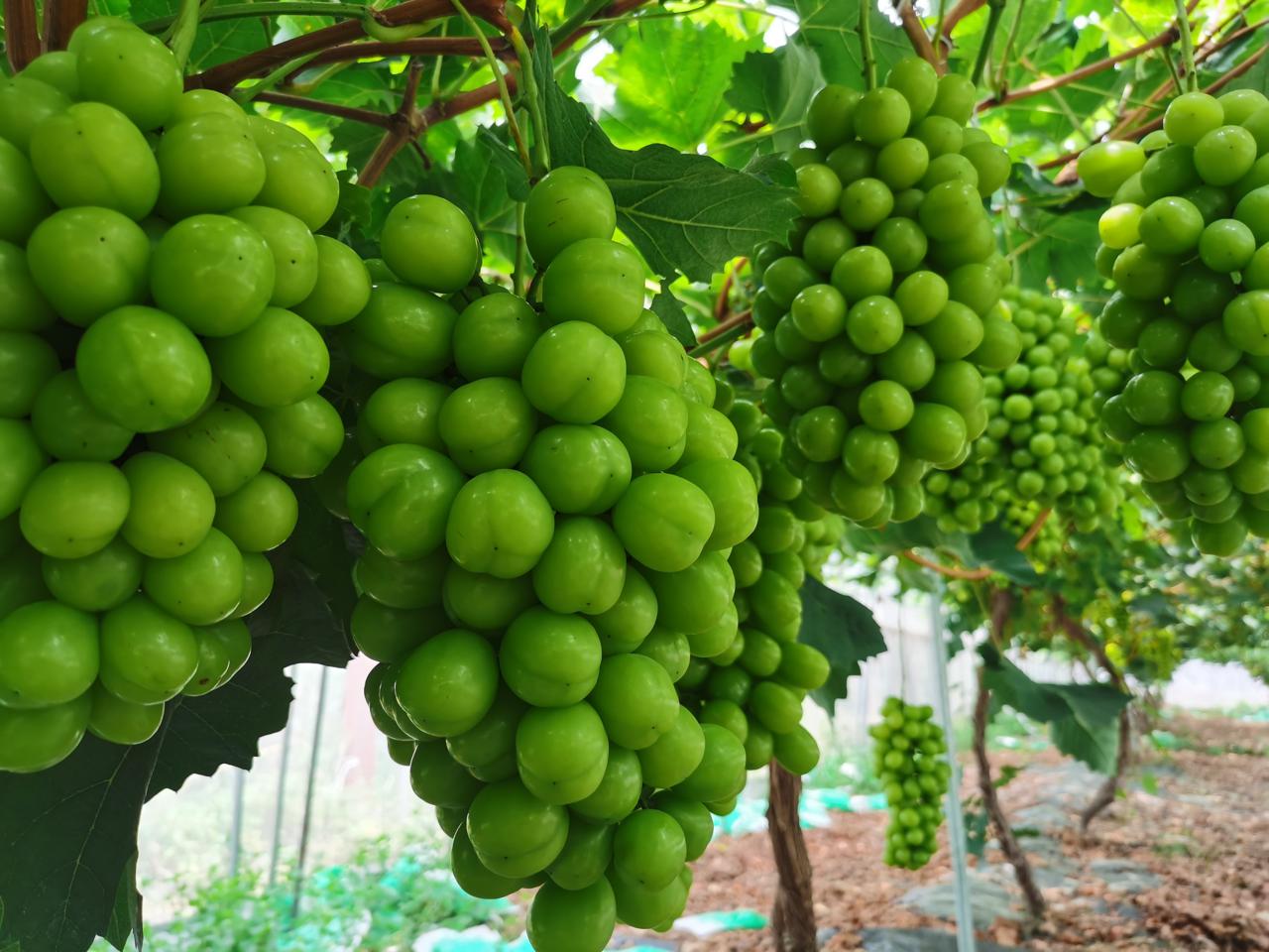 方城县小葡萄串起乡村振兴梦