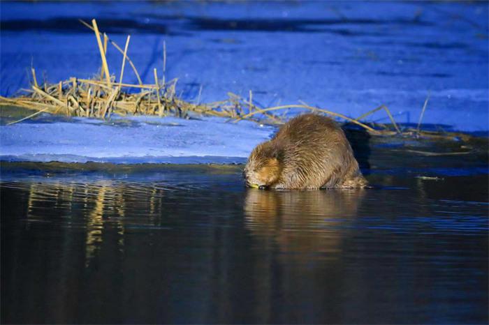 中国青年代表:"河狸公主"初雯雯