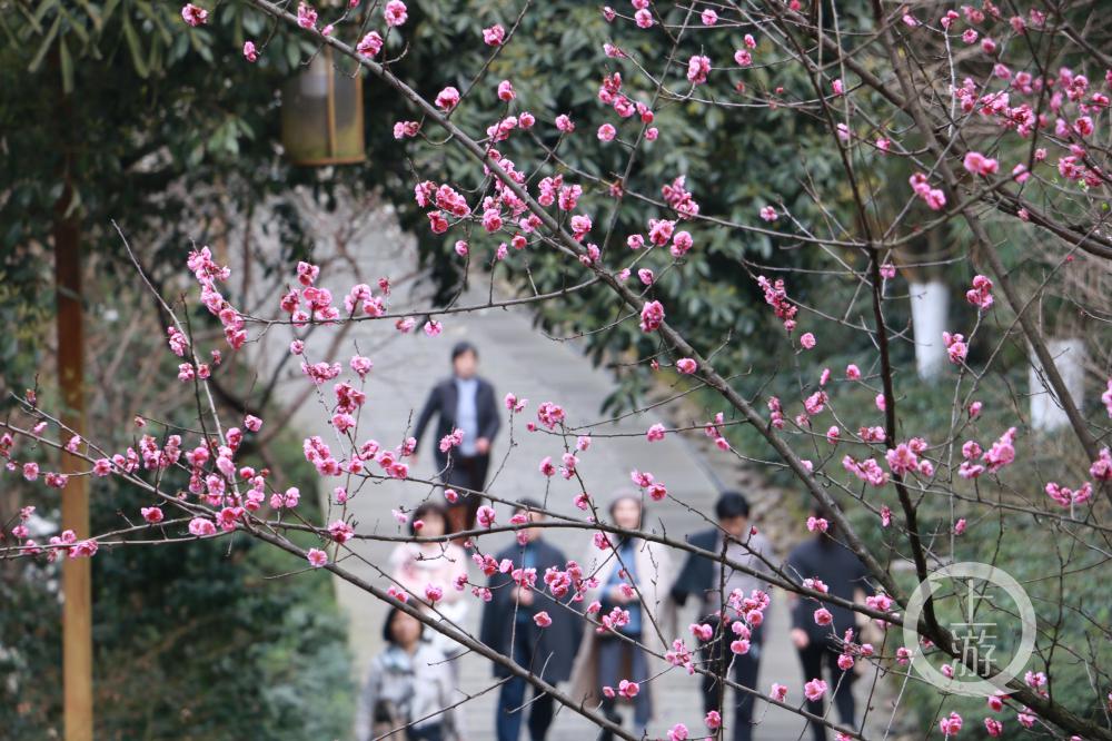 春天你好鸿恩寺森林公园百花绽放市民赏花健身拥抱春天