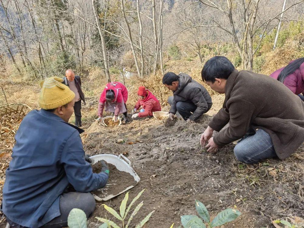 近日,在甘孜州泸定县得妥镇联合村天麻种植田里,呈现出一派热火朝天的