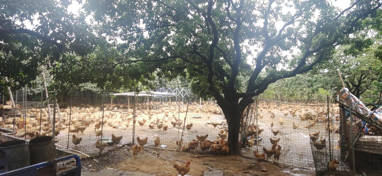 常平生态环境分局开展非法畜禽养殖整改专项行动