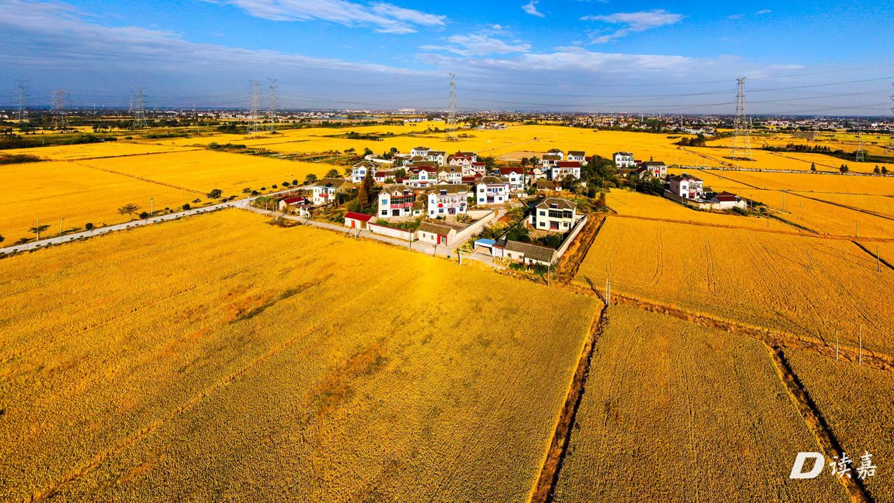 2022年度超级稻确认的七个品种,嘉兴占了两个!