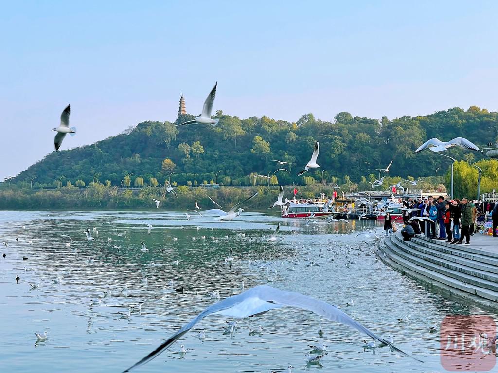 暖阳红嘴鸥绵阳三江码头秒变网红打卡地