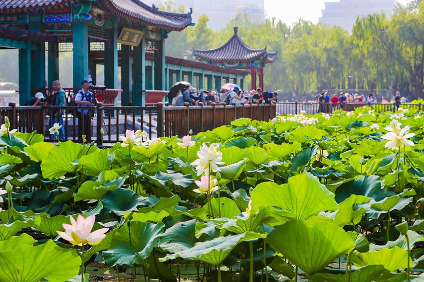 北京荷花节上200余种荷花同期绽放