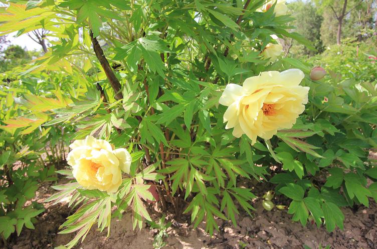 浪漫五月,花博园3000平方米牡丹芍药迎客来!