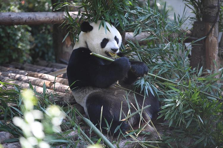 贵阳黔灵山动物园图片