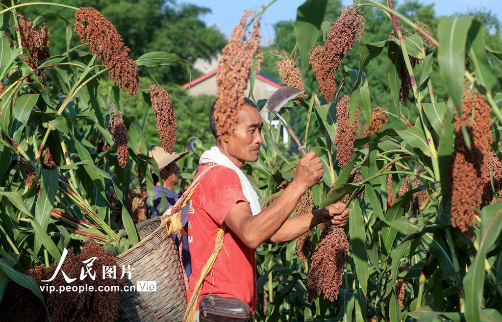 四川泸州:高粱红 收割忙【4】