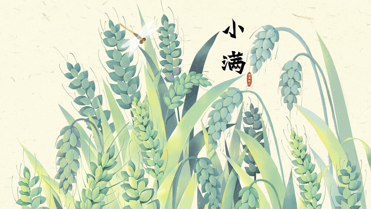 二十四节气 | 小满:最爱垄头麦,迎风笑落红