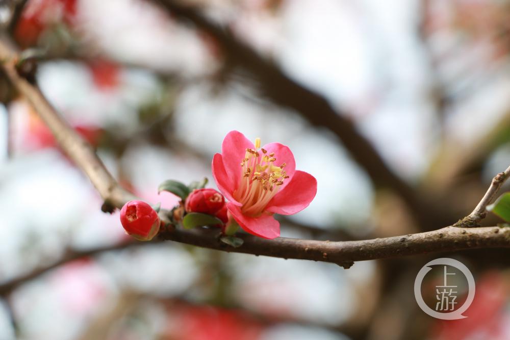 春天你好鸿恩寺森林公园百花绽放市民赏花健身拥抱春天