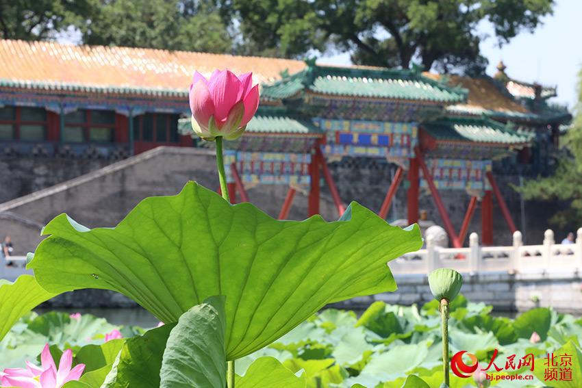组图北海公园荷花进入盛花期