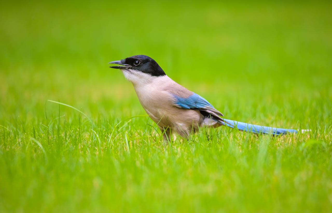 秘境之眼·人类之友 日历 | 灰喜鹊 :清秀俊俏的吉祥鸟