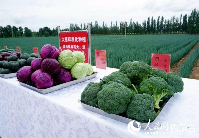 万亩露地蔬菜种植基地的蔬菜 实习生刘璇摄