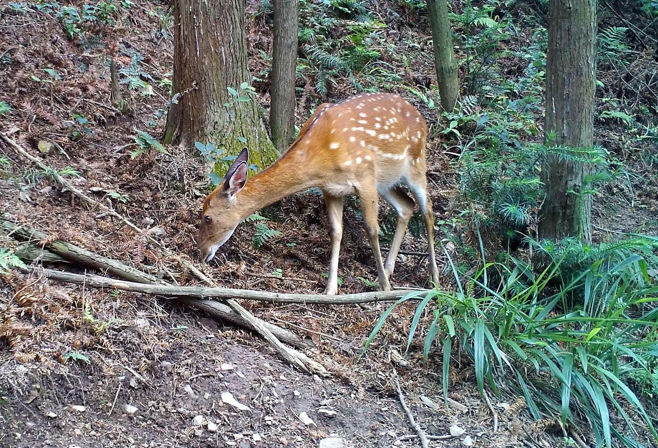 讀圖野生梅花鹿撒歡江西桃紅嶺